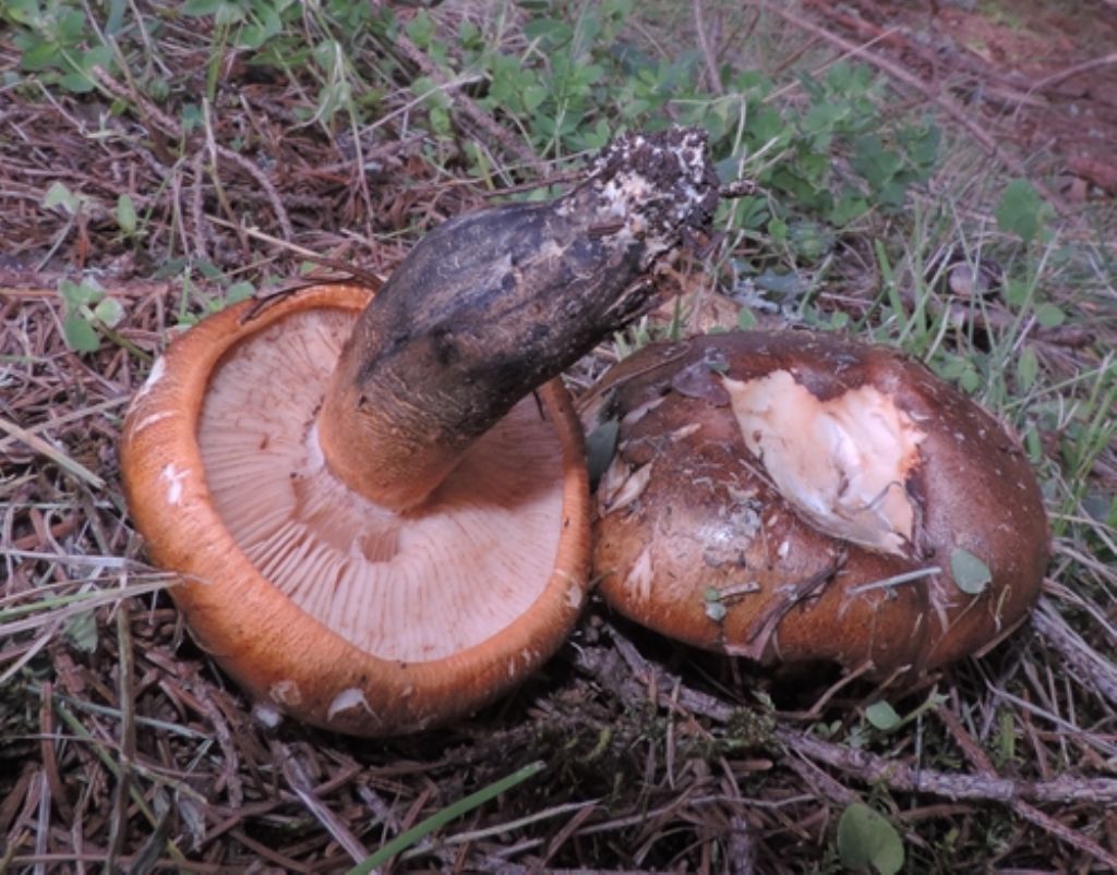 Arancione ma sporco